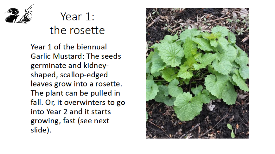 Garlic Mustard Year1 - The Rosette